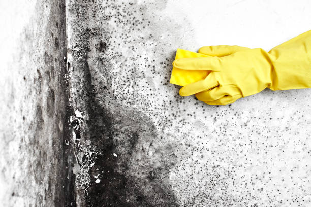 Best Mold Odor Removal Services  in Lake Mohegan, NY