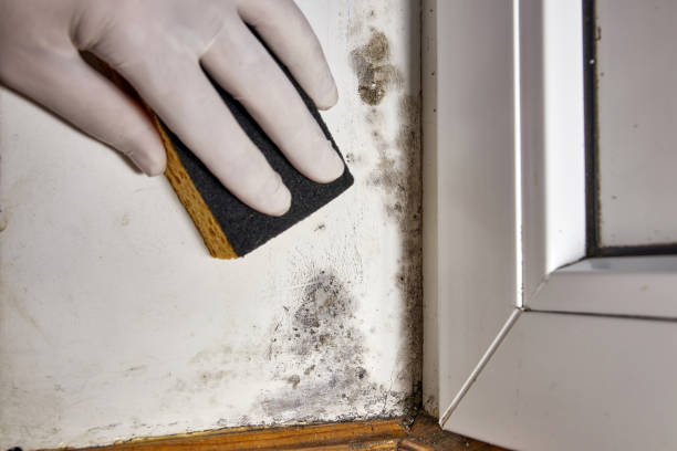 Best Dehumidification Services  in Lake Mohegan, NY